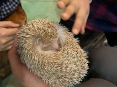 -藦茜花园宠物主题亲子互动体验馆(国顺东路店)