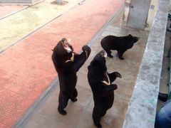 -西霞口神雕山野生动物世界