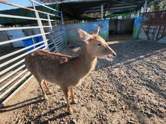 -苏州上方山国家森林公园