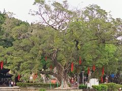 -荔湾湖公园