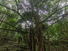 -天目山大树王景区