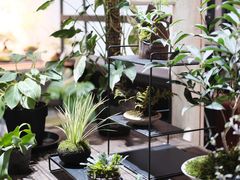 -植觉