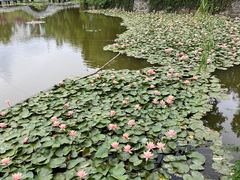 -攀枝花公园