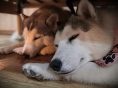 -Husky Go! 哈士奇体验馆·宠物咖啡厅狗咖