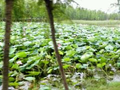 android_upload_pic-艾溪湖湿地公园