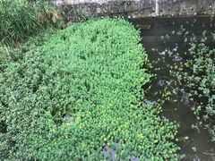 -新津老码头旅游小镇