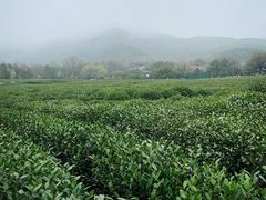 -中国茶叶博物馆(双峰馆区)