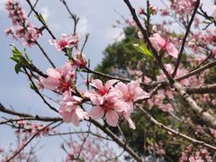 -桃花岭景区