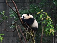 -甜心闲生·手工冰粉