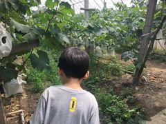 -马陆小张葡萄园农家乐