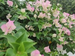 -厦门园林博览苑