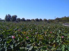 -羊亭河湿地公园