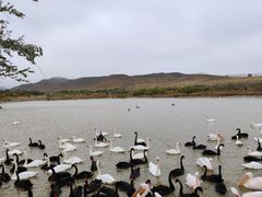 -新疆天山野生动物园