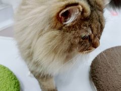 -COLOR PETS 撸猫馆·购猫·猫咖(长风大悦城店)