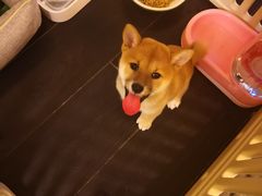 -多乐狗狗宠物训练工作室