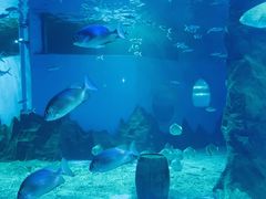 -北戴河圣蓝海洋公园