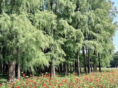 -上海共青森林公园