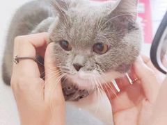 -艾吉宠物医院·疑难杂症转诊中心·猫友好(碧江路院)