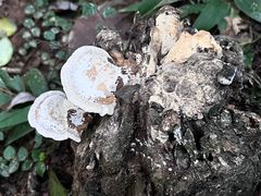 -太子湾公园-九曜山