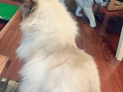 -李小姐の猫咖啡馆(五角场店)