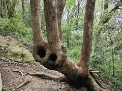 -上海佘山国家森林公园天马山园