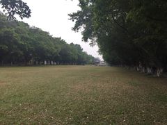 -中山大学学者灵芝(园南路店)