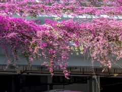 -深圳仙湖植物园
