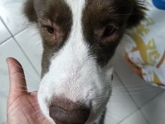 -瑞鹏宠物医院·骨科·猫科·内科(第一中心)