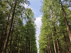 -昆山城市生态森林公园