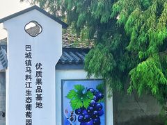 -巴城镇马料江村葡萄园