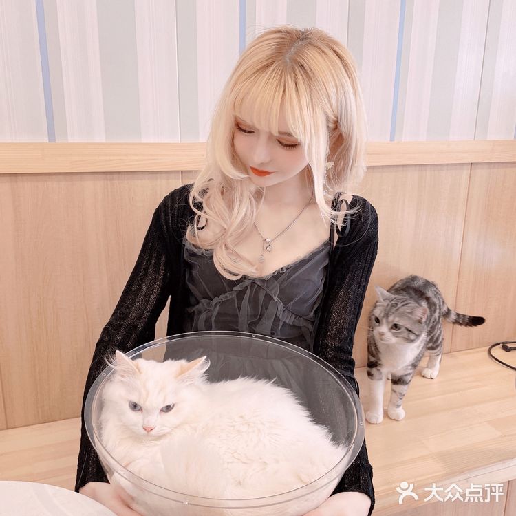 魔都夏日撸猫胜地｜Mocha猫咪咖啡🐱☕️