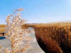 -野鸭湖国家湿地公园
