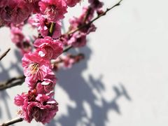 -无锡梅园公园
