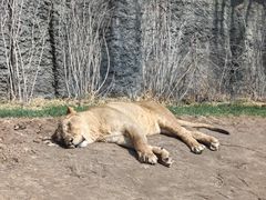 -北京野生动物园