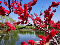 -大兴滨河森林公园