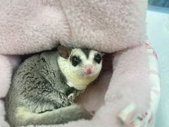 -达爱动物医院·犬猫分区·CT·复杂眼科(远洋山水分院)