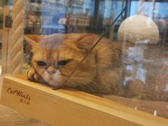 -momokira米努特·德文卷毛猫·棉花面纱犬