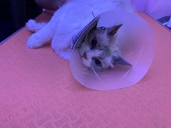 -喵百万·布偶·蓝金金渐层英短·猫舍(百子湾店)