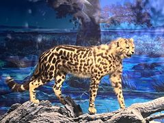 -国家自然博物馆