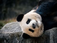 -都江堰中华大熊猫苑
