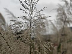 -广西壮族自治区药用植物园