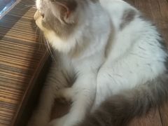 -more than meow吴止猫主题餐厅(承德 中船汇店)