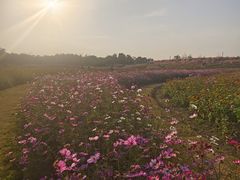 -上海滨江森林公园