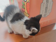 -艾贝尔宠物医院 ·内科全科(梁溪路店)