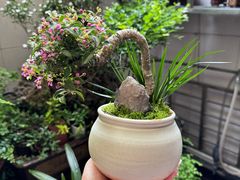 -龙大花卉苗木市场