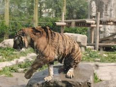 -上海野生动物园