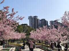 -新江湾城公园