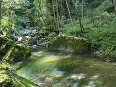-牛背梁国家森林公园
