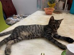 -派特宠物医院(圆融广场店)