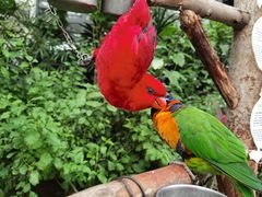 -南宫五洲植物乐园